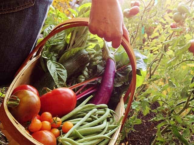 Person carrying basket filled with vegetables in tomato patch