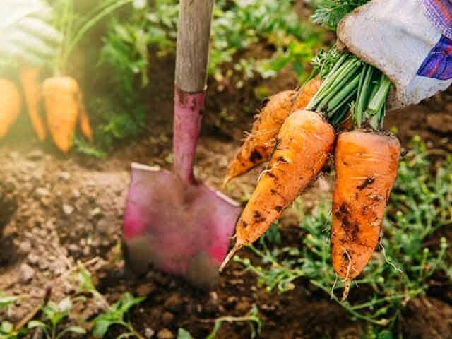 bunch of carrots pulled from the ground with soil, red shovel and more carrots in background