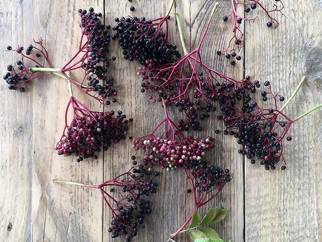 Bunches of elderberries on light wood