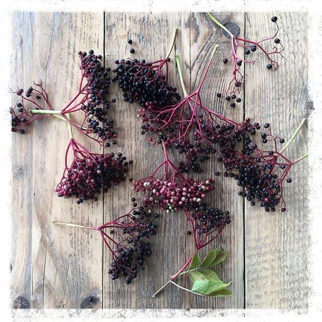 Bunches of elderberries on light wood