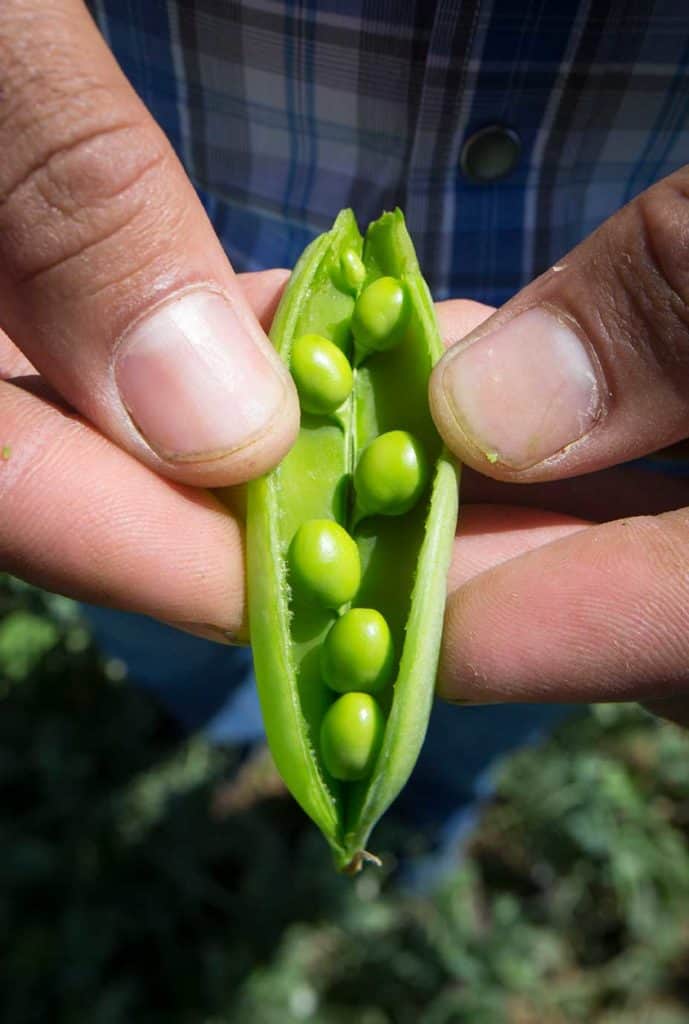 Taylor Farms: Pea pod