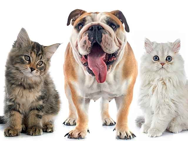 Natural and Organic Pet Food