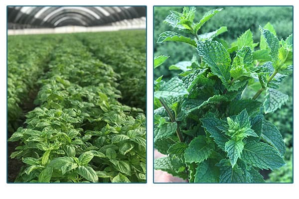 saplings in a greenhouse.