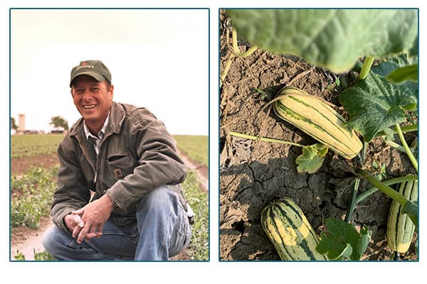 Full Circle farmer in field and squash on vines.