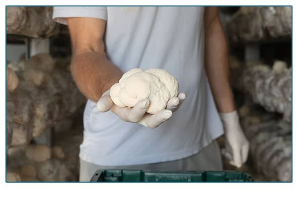 Farmer holding cauliflower