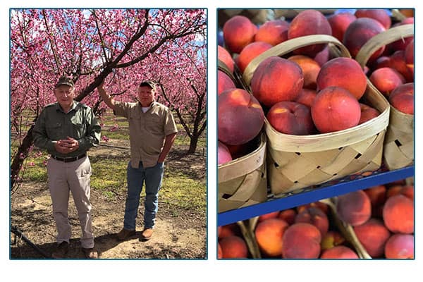 Cotton Hope Farmers standing in front of a tree and baskets of peaches. 