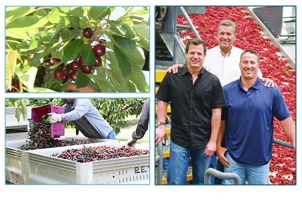 Sabado family, cherry trees, and people picking cherries