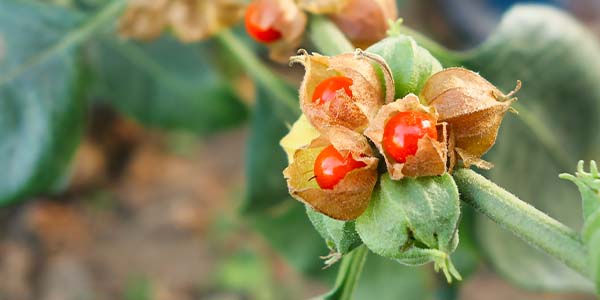 Ashwagandha plant