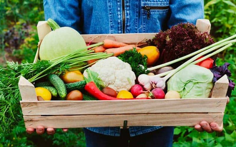 basket full of produce