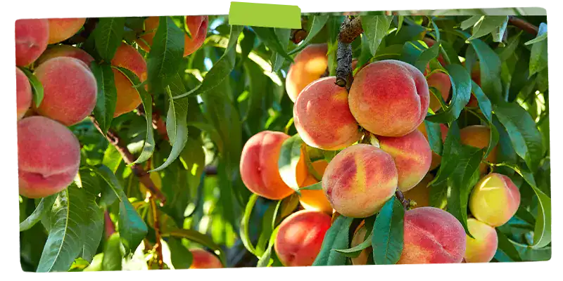 Peach tree