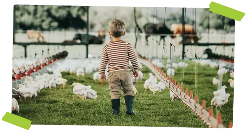 Little boy walking through chicken farm