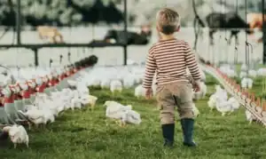 Little boy walking through chicken farm