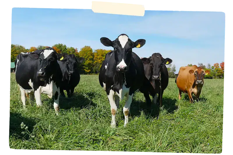 Horizon Cattle