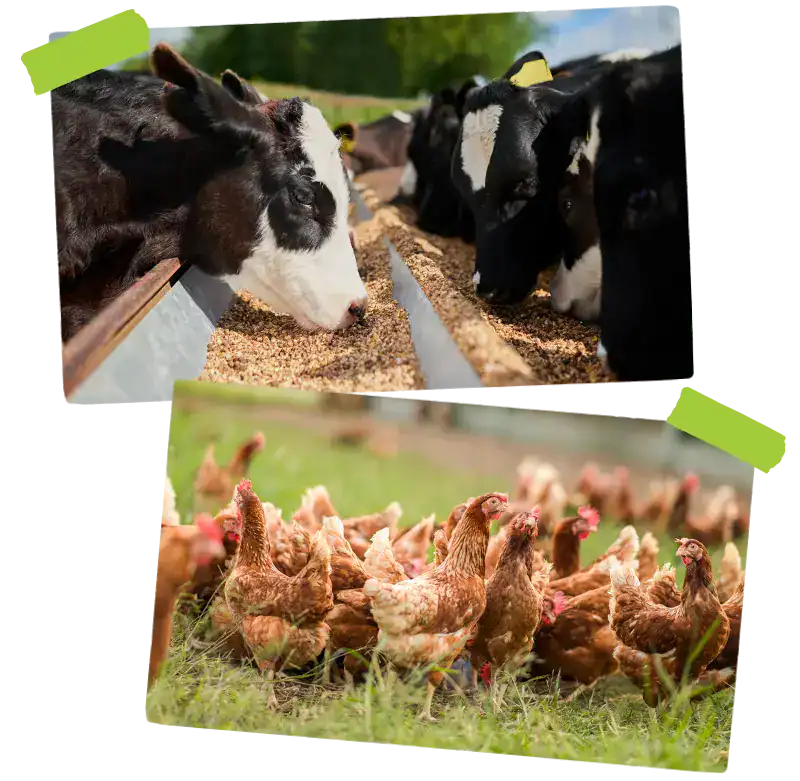 farm animals