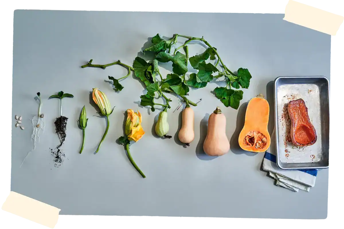Squash in different stages of growth, from seed to mature vegetable. 